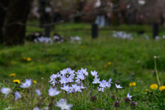 240404a京都植物園30