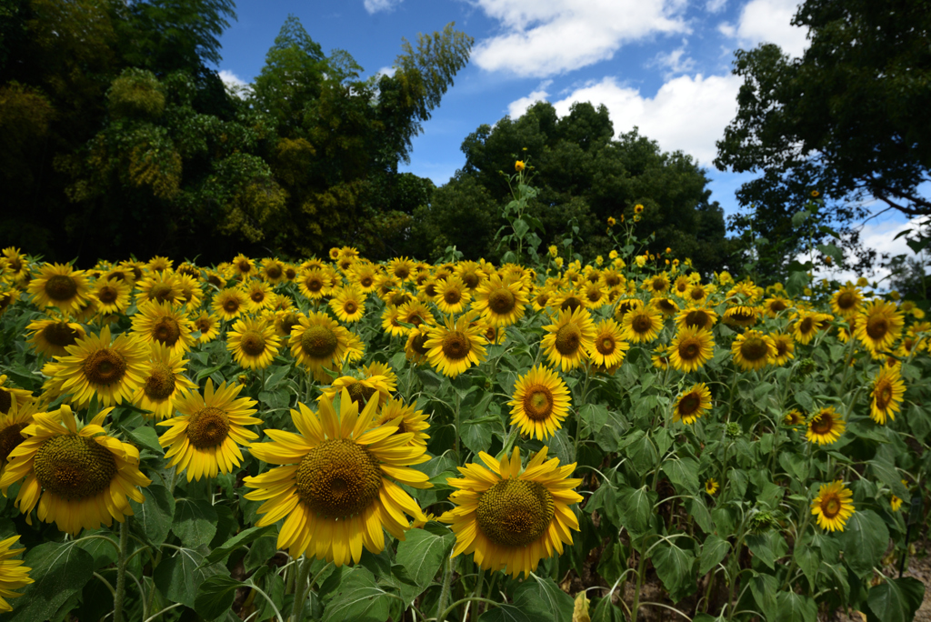 200810馬見丘陵公園01