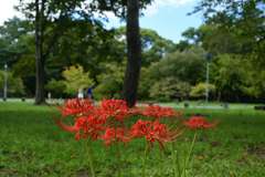 250930c京都御苑07