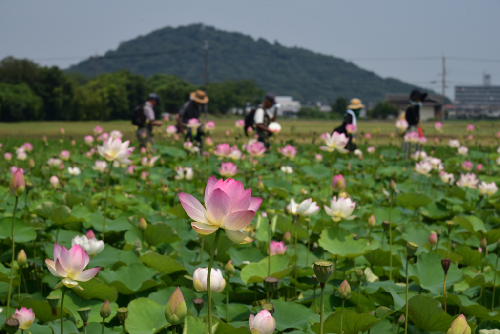 190728b藤原宮跡28
