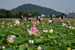 190728b藤原宮跡28