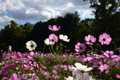 211022京都植物園32
