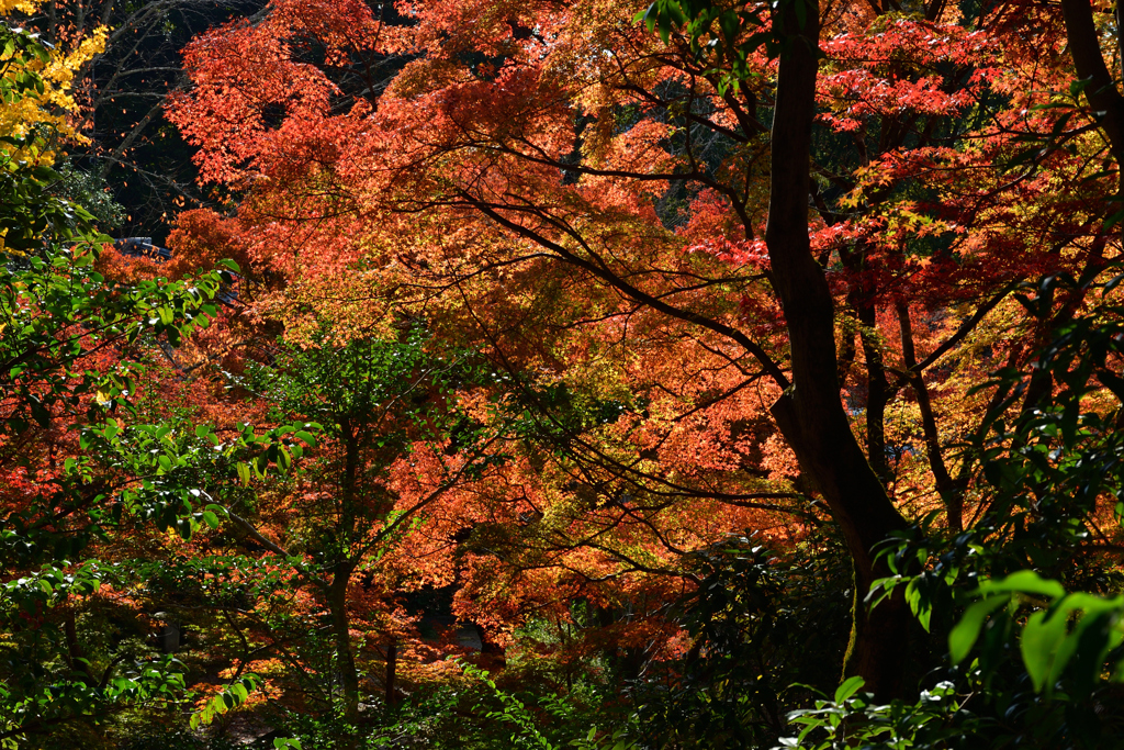 251120e円山公園35