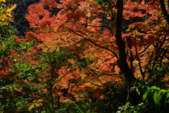 251120e円山公園35