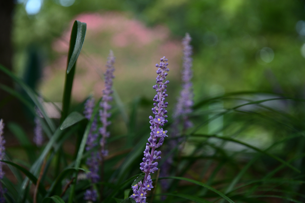 230905a京都御苑16