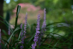 230905a京都御苑16