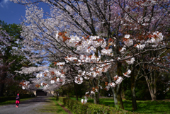 230327a京都御苑26