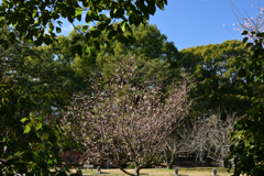 211216b京都御苑30