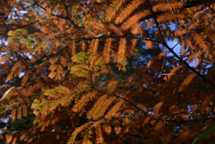 241125a京都植物園23