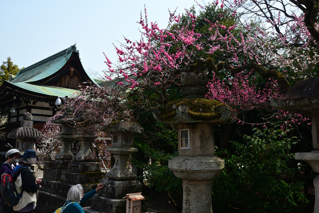 250325c北野天満宮12