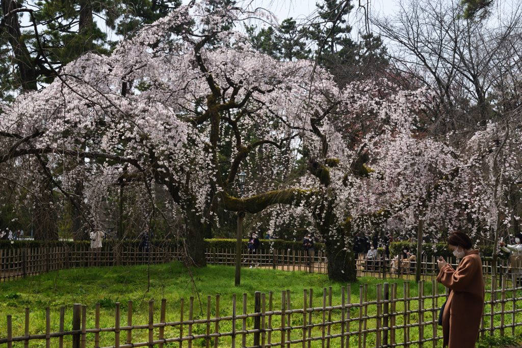 210317b京都御苑39