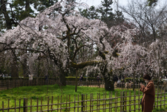 210317b京都御苑39