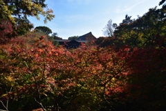 181118a東福寺06