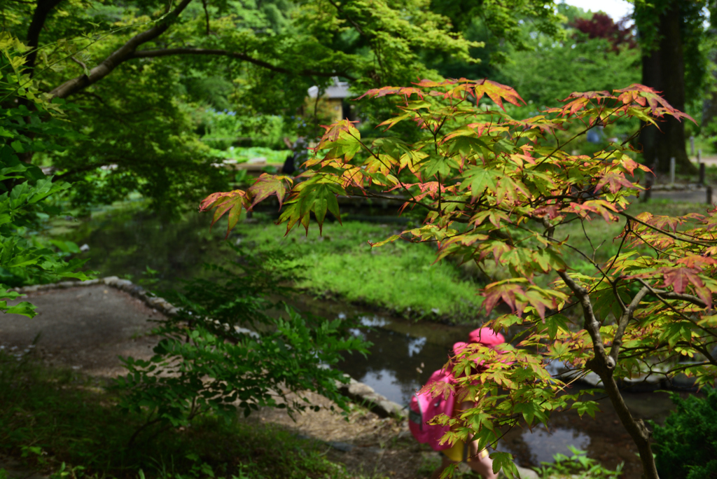 200604京都植物園28