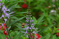 230919京都植物園71