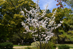 230404a京都御苑20