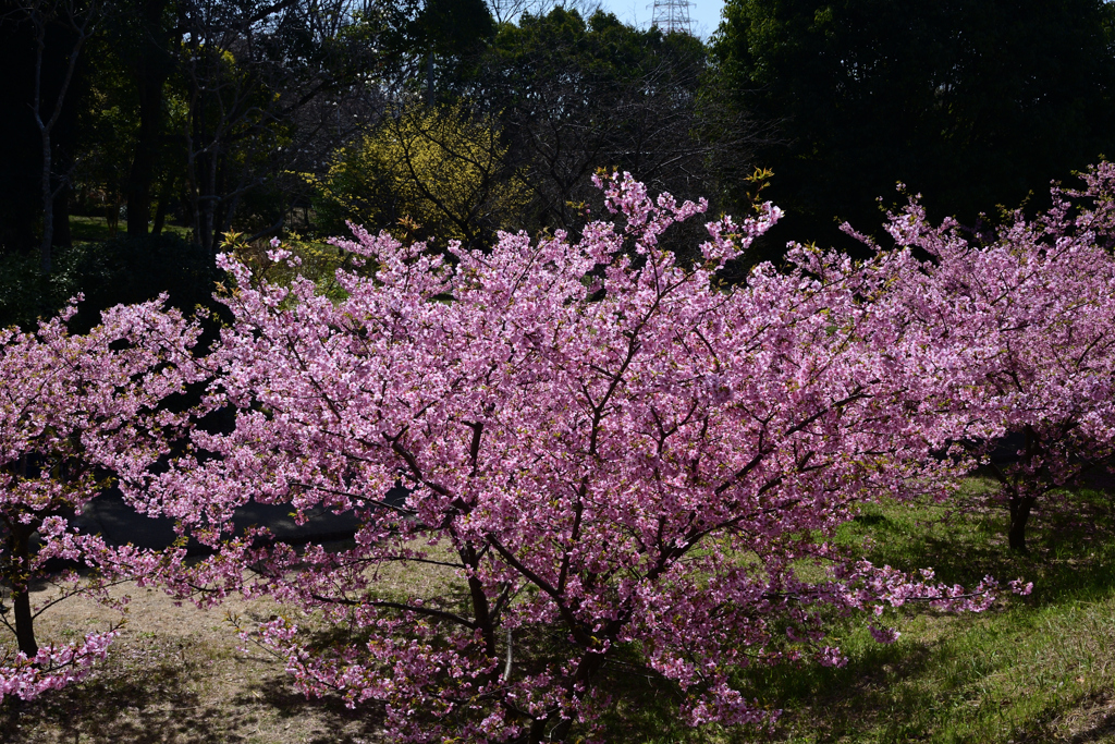 230314a山田池公園29