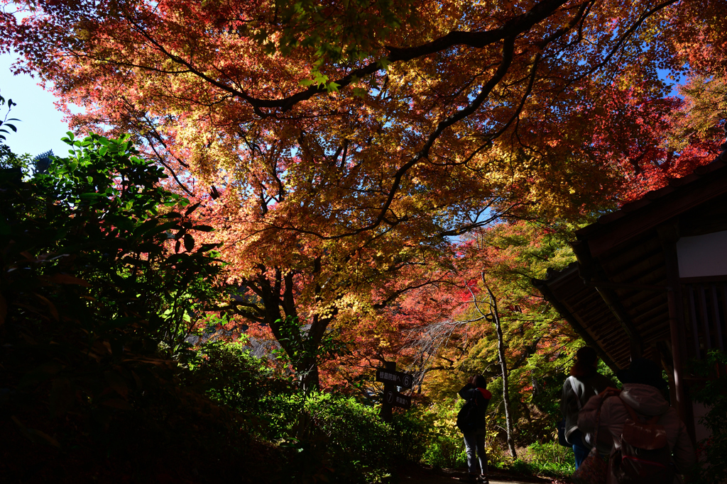 231121a善峯寺37