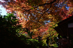 231121a善峯寺37