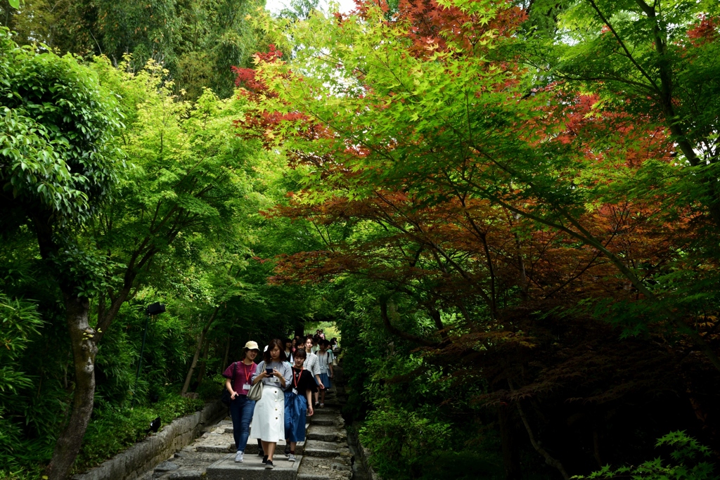 180526c高台寺51+