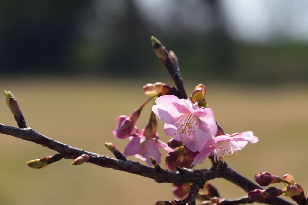 190226a馬見丘陵公園36