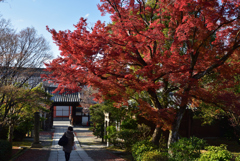 191215b養源院30