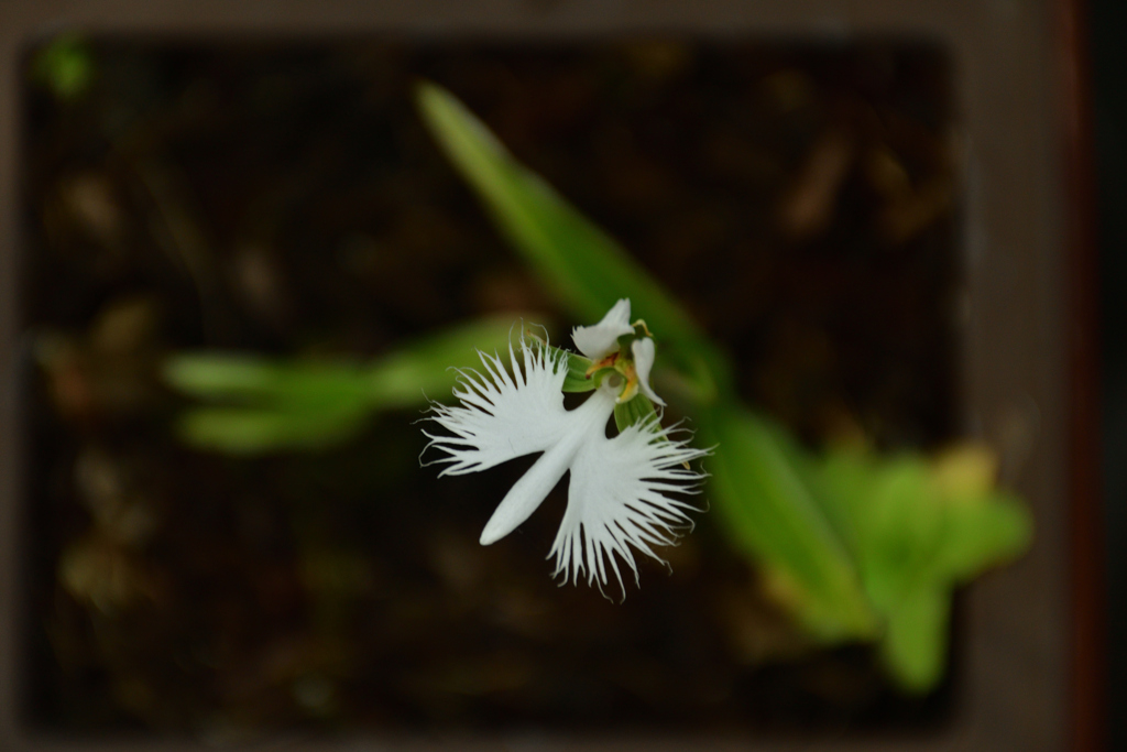 250814京都植物園61