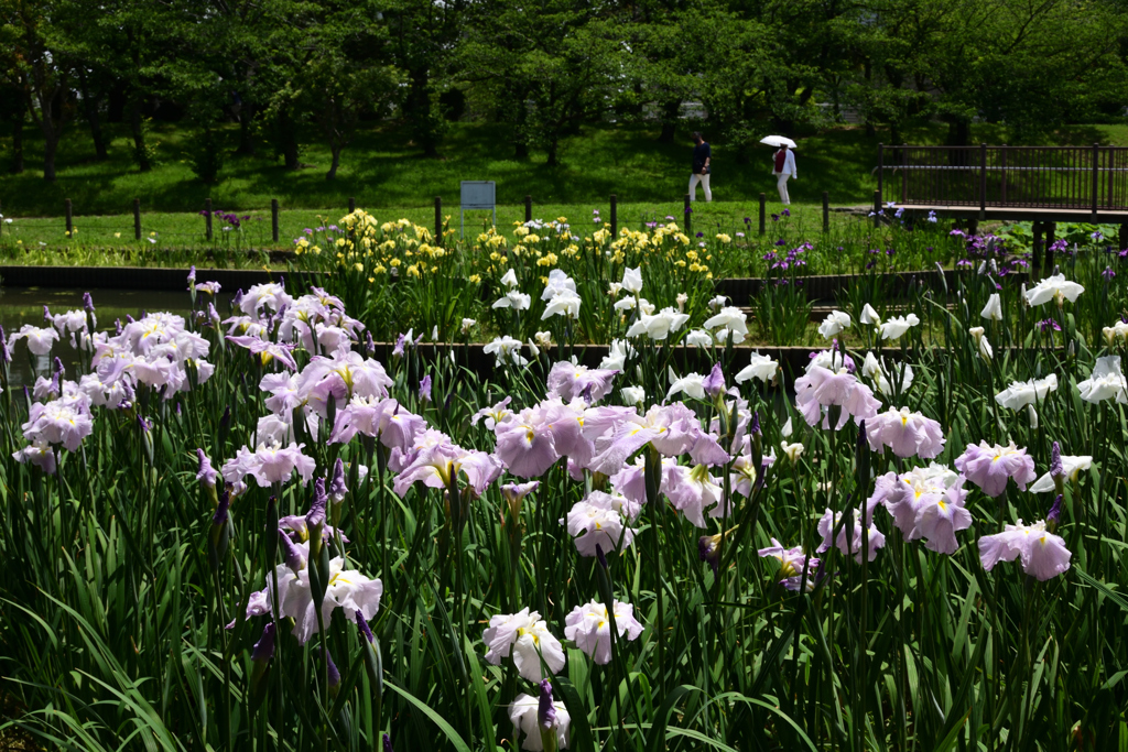 210529a白鷺公園14