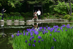 220506平安神宮26