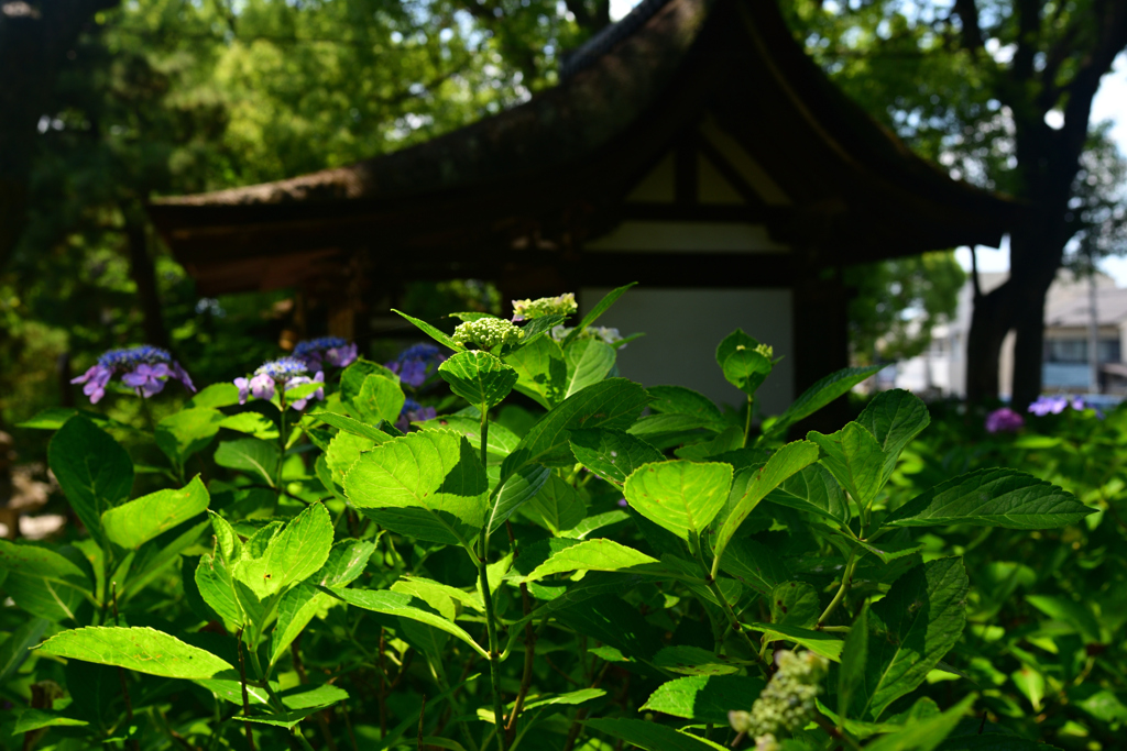 240613b藤森神社27