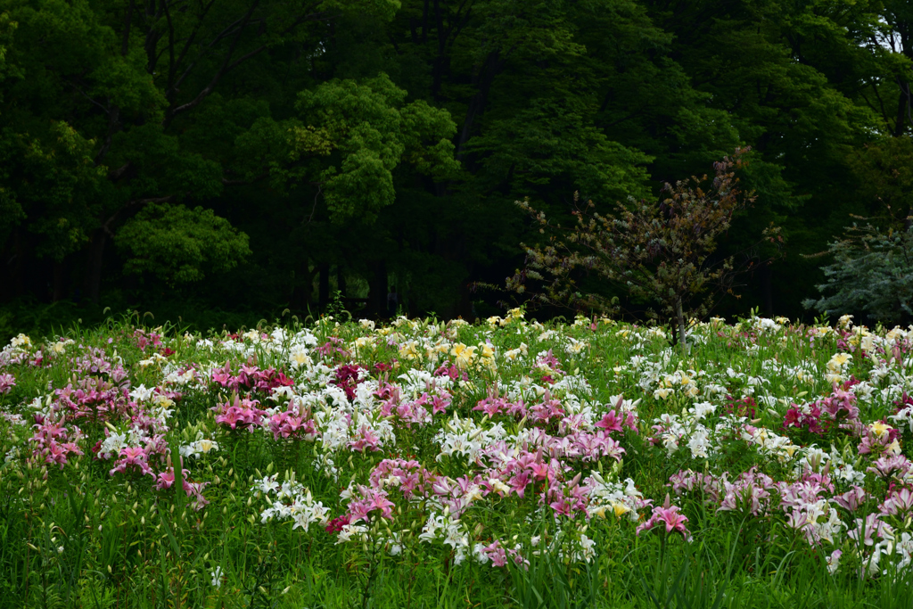 210627長居植物園50