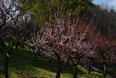 210311b鶴見緑地18