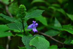 250926京都植物園55