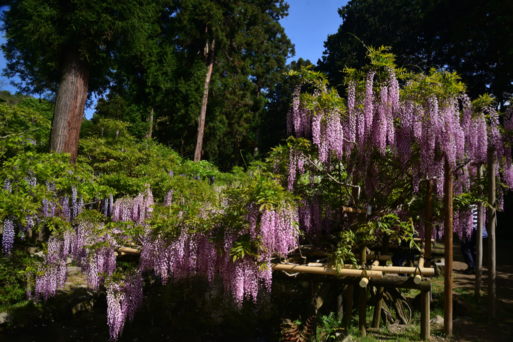 220425c萬葉植物園42