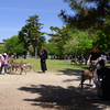 230423a奈良公園07