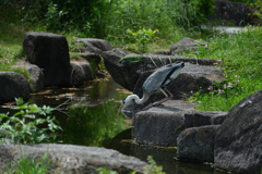 250523b住吉公園01