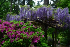 180424春日大社14+