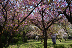 230404b京都植物園01