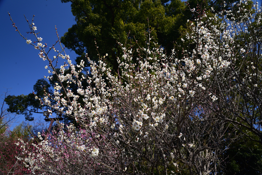220308梅宮大社19