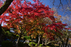 221115a旧竹林院05