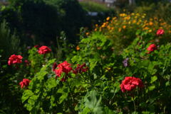 221021bおふさ観音36