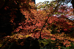 251122a金戒光明寺20