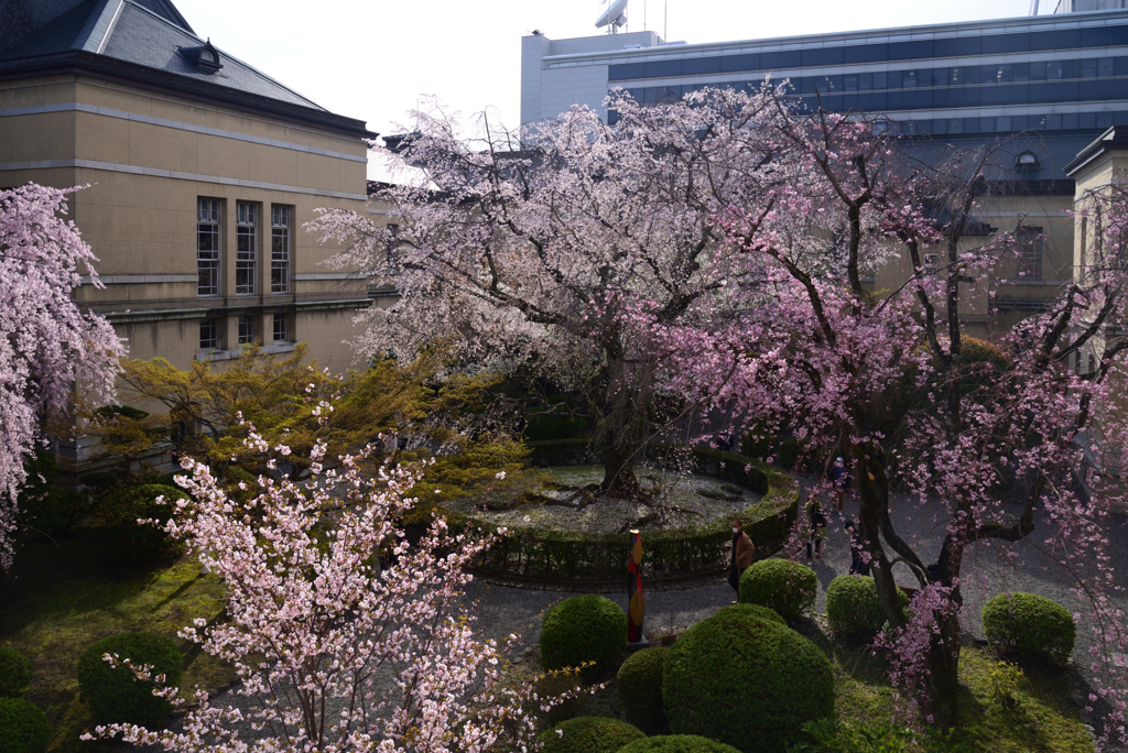 230327b京都府庁17