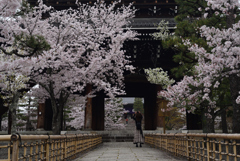 210330b金戒光明寺30