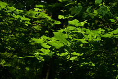 220609京都植物園46