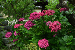 190614梅宮大社01