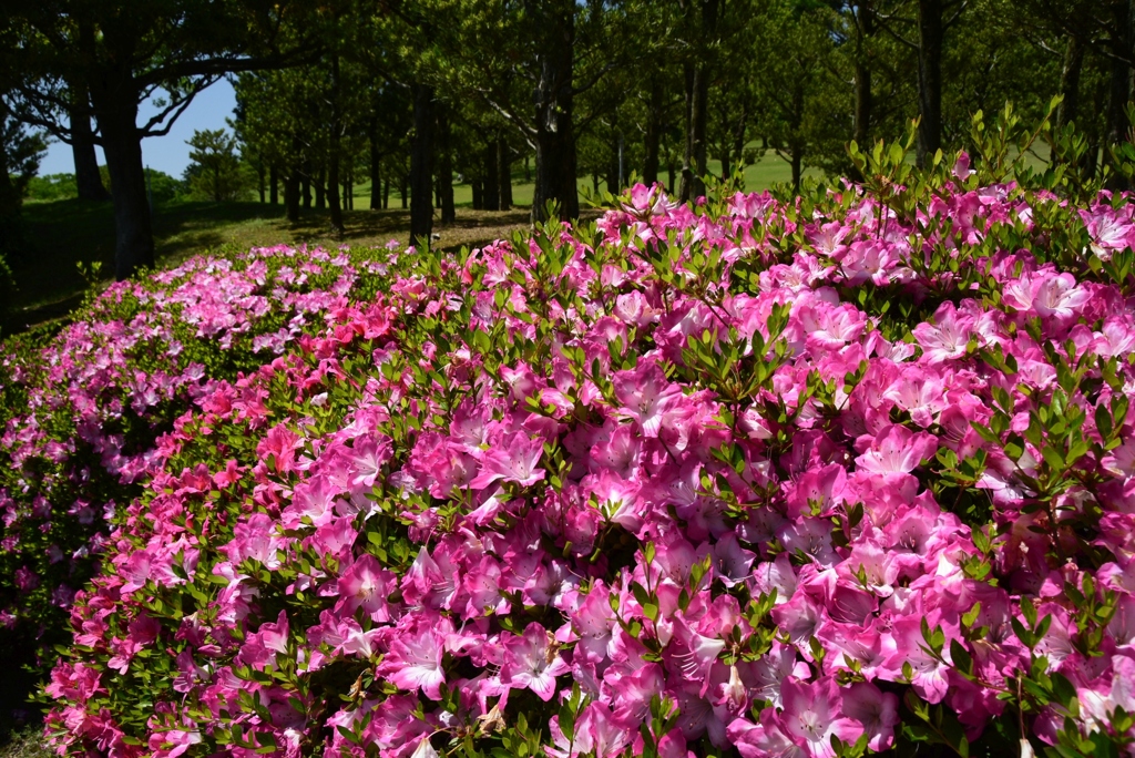 180525万博公園46
