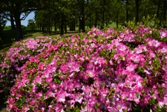 180525万博公園46