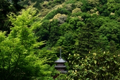 180501三室戸寺56+