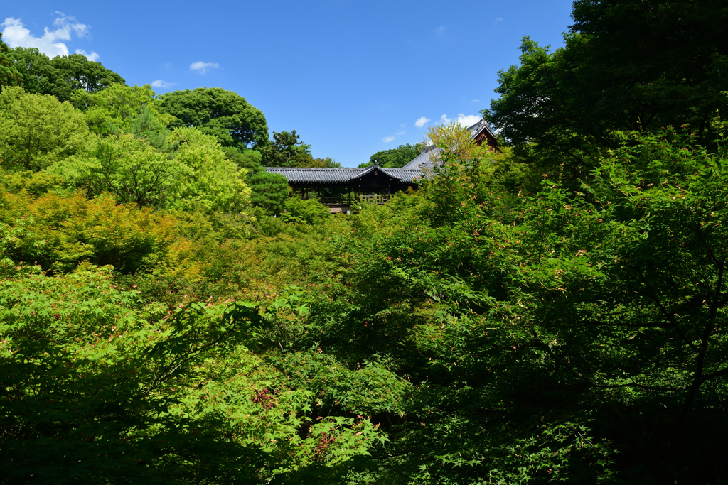 230616d東福寺34